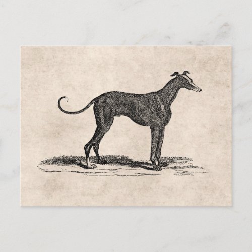 Vintage 1800s Greyhound Dog Illustration _ Dogs Postcard