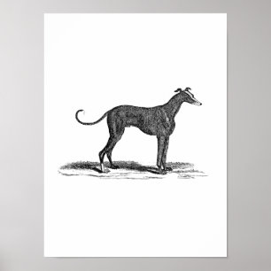 Vintage 1800s Greyhound Dog Illustration - Dogs Poster