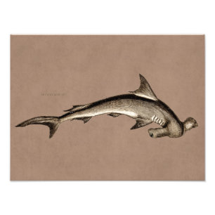 Vintage 1800s Hammerhead Shark Old Hammer Head Photo Print