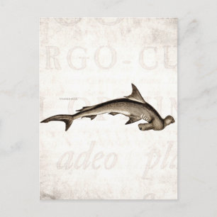 Vintage 1800s Hammerhead Shark Old Hammer Head Postcard