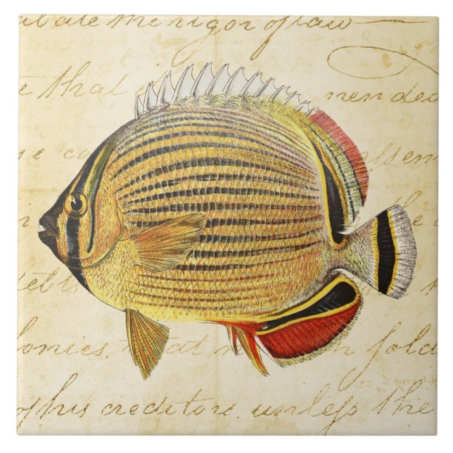 Vintage 1800s Hawaiian Butterfly Fish Illustration Ceramic Tile (Front)