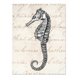 Vintage 1800s Hawaiian Sea Horse Illustration Photo Print