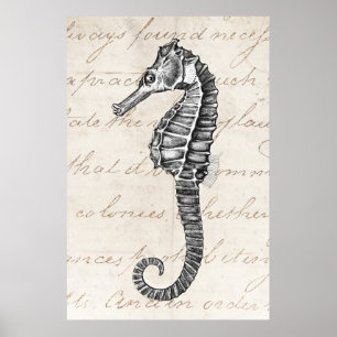 Vintage 1800s Hawaiian Sea Horse Illustration Poster