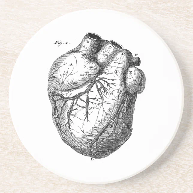 Vintage 1800s Heart Retro Cardiac Anatomy Hearts Drink Coaster | Zazzle