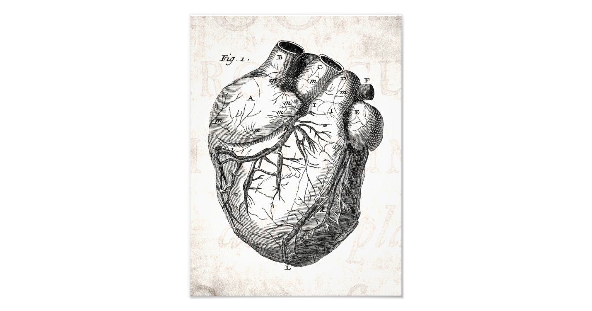Vintage 1800s Heart Retro Cardiac Anatomy Hearts Photo Print | Zazzle