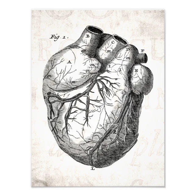 Vintage 1800s Heart Retro Cardiac Anatomy Hearts Photo Print | Zazzle