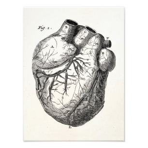 Vintage 1800s Heart Retro Cardiac Anatomy Hearts Photo Print