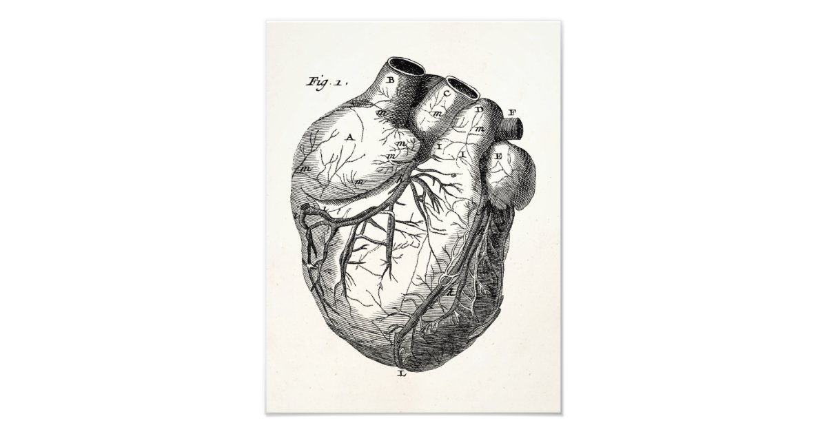 Vintage 1800s Heart Retro Cardiac Anatomy Hearts Photo Print | Zazzle.com