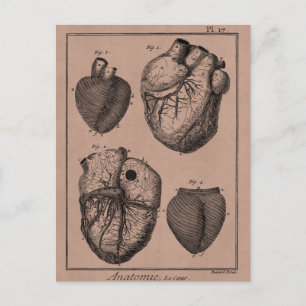 Vintage 1800s Heart Retro Cardiac Anatomy Hearts Postcard