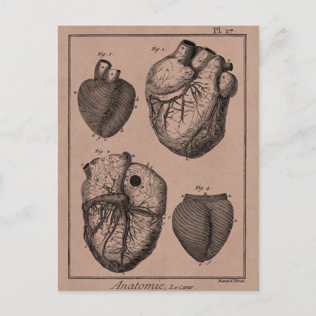 Vintage 1800s Heart Retro Cardiac Anatomy Hearts Postcard (Front)