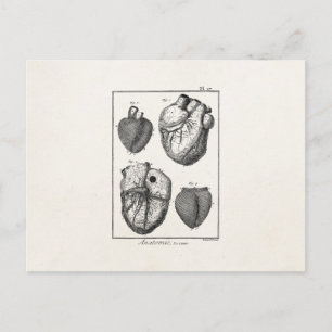 Vintage 1800s Heart Retro Cardiac Anatomy Hearts Postcard