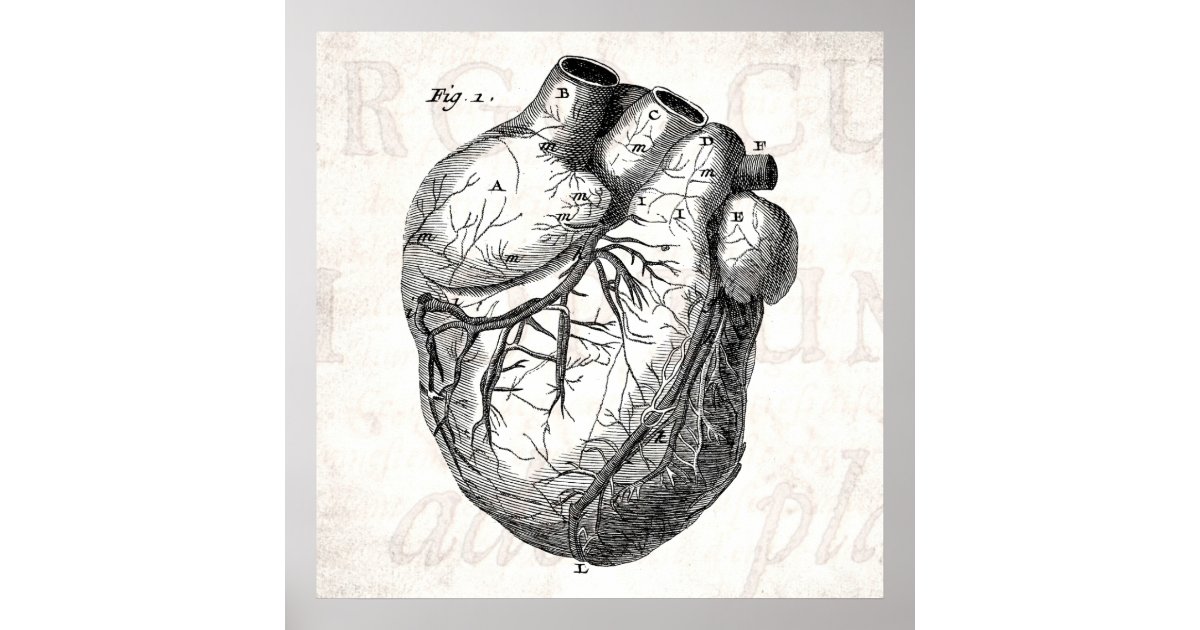 Vintage 1800s Heart Retro Cardiac Anatomy Hearts Poster | Zazzle