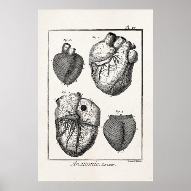 Vintage 1800s Heart Retro Cardiac Anatomy Hearts Poster (Front)