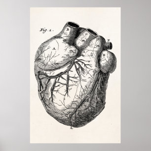 Vintage 1800s Heart Retro Cardiac Anatomy Hearts Poster