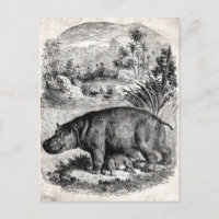 Vintage 1800s Hippo w Baby Retro Hippos Template