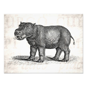 Vintage 1800s Hippopotamus Illustration - Hippos Photo Print
