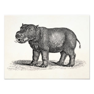 Vintage 1800s Hippopotamus Illustration - Hippos Photo Print