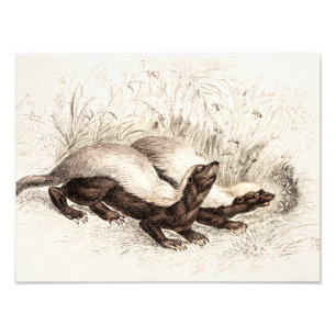 Vintage 1800s Honey Badger Bee Hive Template Retro Photo Print