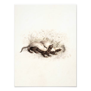 Vintage 1800s Honey Badger Bee Hive Template Retro Photo Print