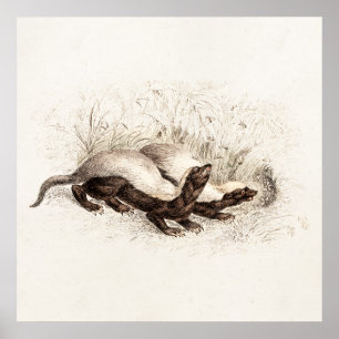 Vintage 1800s Honey Badger Bee Hive Template Retro Poster