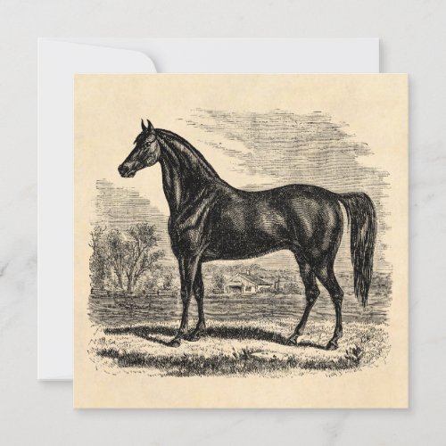 Vintage 1800s Horse _ Morgan Equestrian Template