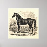 Vintage 1800s Horse - Morgan Equestrian Template