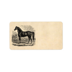 Vintage 1800s Horse - Morgan Equestrian Template Label