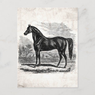 Vintage 1800s Horse - Morgan Equestrian Template Postcard