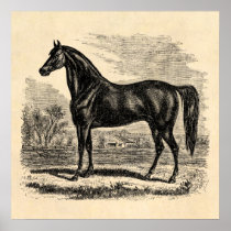 Vintage 1800s Horse - Morgan Equestrian Template Poster