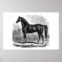 Vintage 1800s Horse - Morgan Equestrian Template
