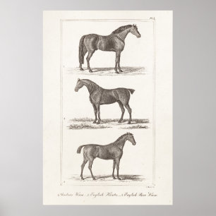 Vintage 1800s Horse Old Breeds Arabian Hunter Race Poster
