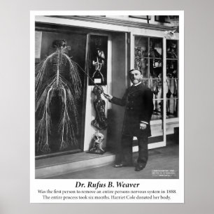 Vintage 1800s Human Nervous System Poster