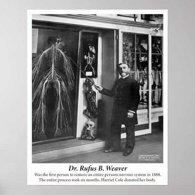 Vintage 1800s Human Nervous System Poster (Front)