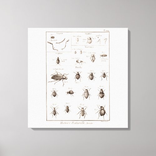 Vintage 1800s Insects Bug Beetles Illustration Canvas Print