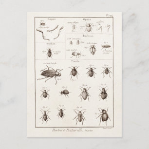 Vintage 1800s Insects Bug Beetles Illustration Postcard