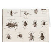 Vintage 1800s Insects Bugs Beetles Illustration (Front Horizontal)