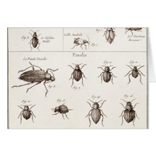 Vintage 1800s Insects Bugs Beetles Illustration