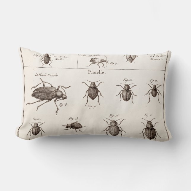 Vintage 1800s Insects Bugs Beetles Illustration Lumbar Pillow (Front)