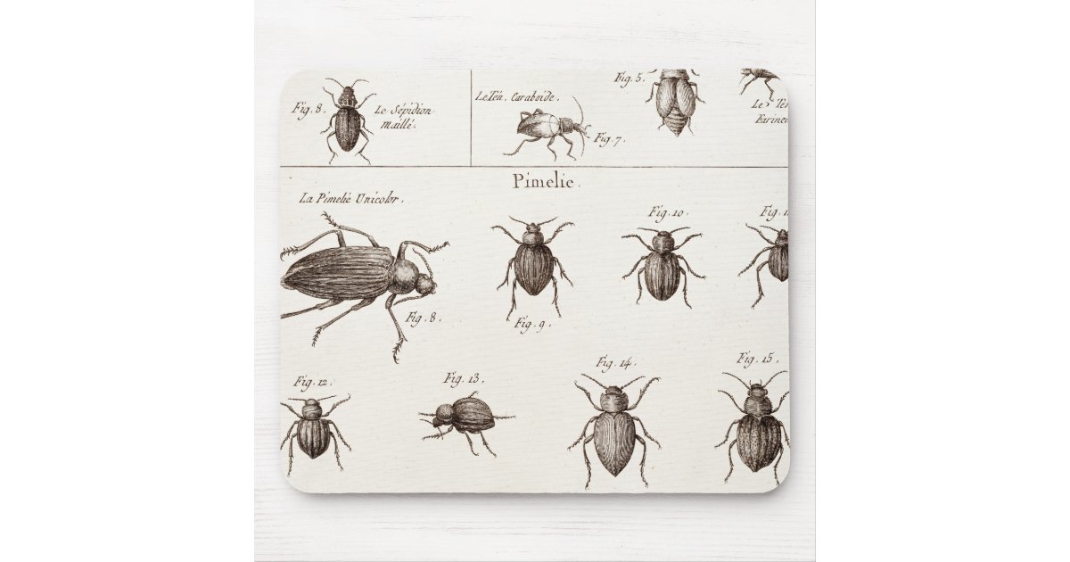 Vintage 1800s Insects Bugs Beetles Illustration Mouse Pad | Zazzle