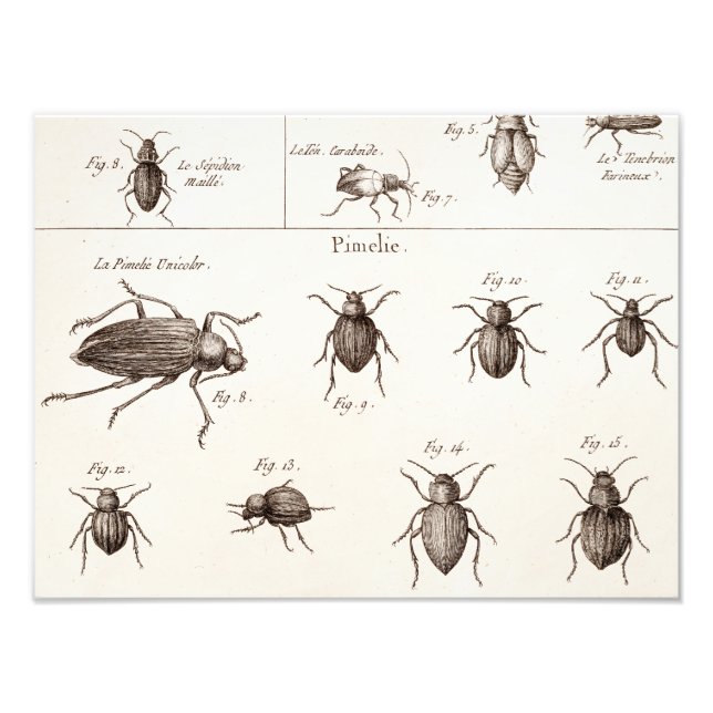 Vintage 1800s Insects Bugs Beetles Illustration Photo Print (Front)