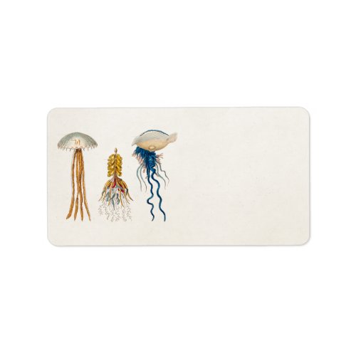 Vintage 1800s Jellyfish Illustration _ Jelly Fish Label