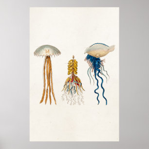 Vintage 1800s Jellyfish Illustration - Jelly Fish Poster