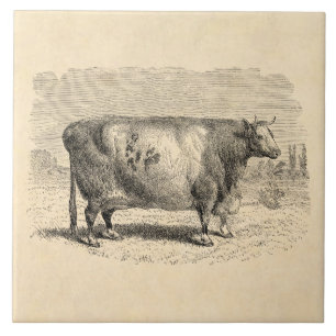Vintage 1800s Large Durham Cow Retro Cows Template Tile