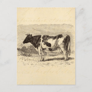 Vintage 1800s Large Dutch Cow Retro Cows Yellow Postcard