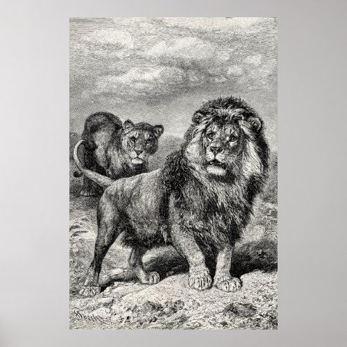 Vintage 1800s Lion Lionesse Big Cat Illustration Poster