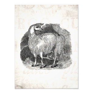 Vintage 1800s Llama Retro Alpaca Llamas Template Photo Print