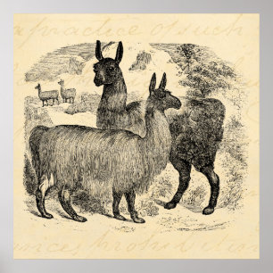 Vintage 1800s Llama Retro Pink Llamas Template Poster