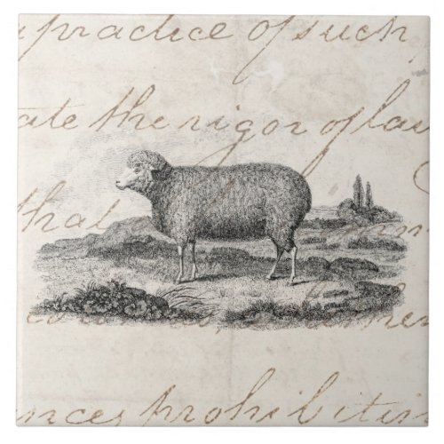 Vintage 1800s Merino Sheep Ewe Lamb Template Ceramic Tile