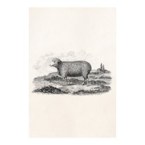 Vintage 1800s Merino Sheep Ewe Lamb Template Poster