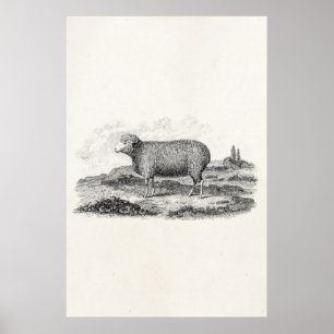 Vintage 1800s Merino Sheep Ewe Lamb Template Poster